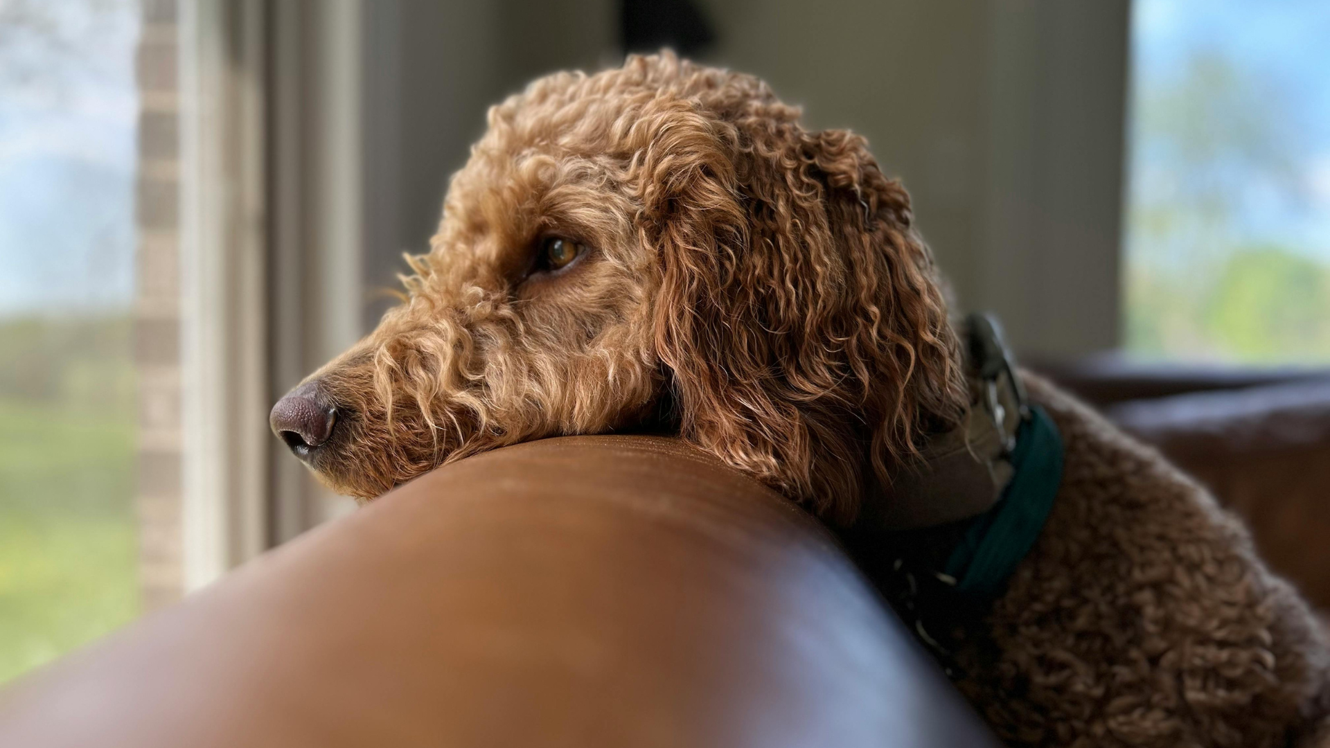 Lord Can Chile Distribuidora ARCE