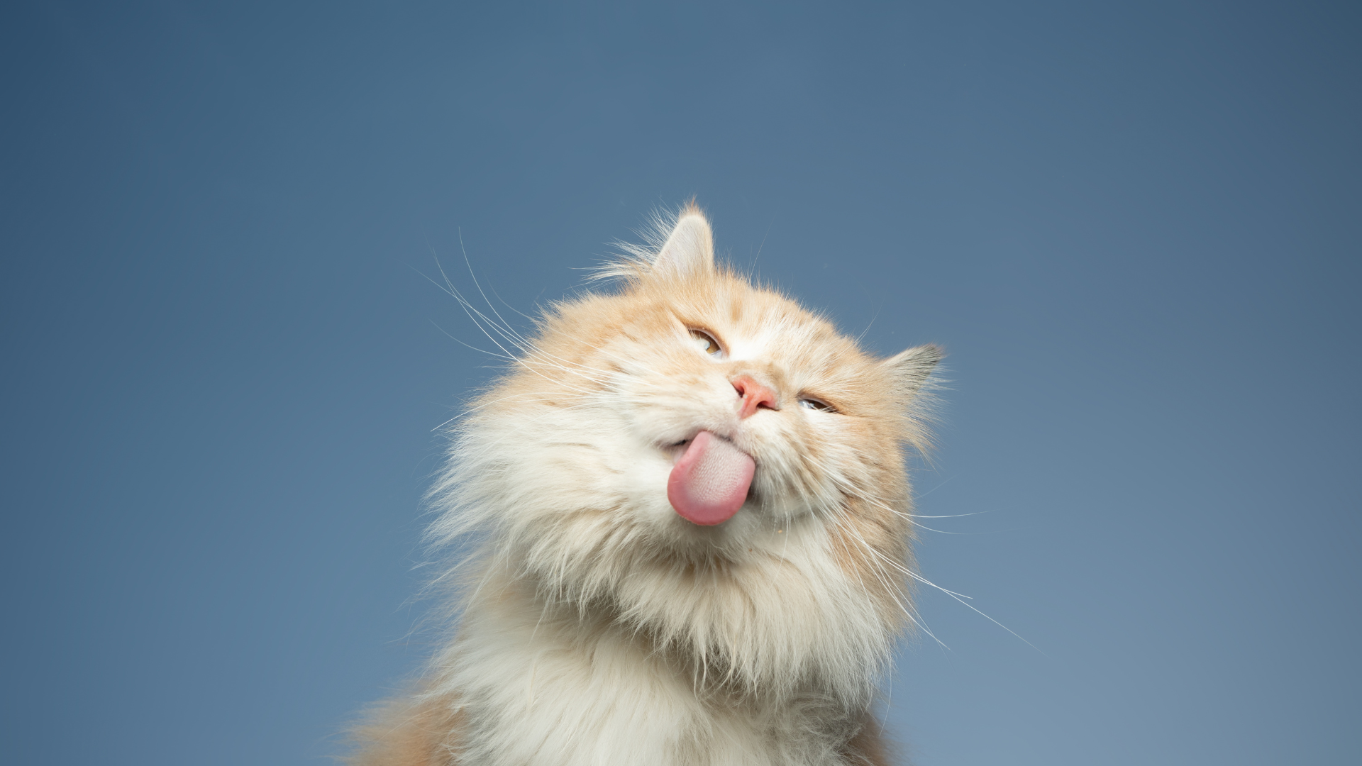 Lord Can Chile Distribuidora ARCE