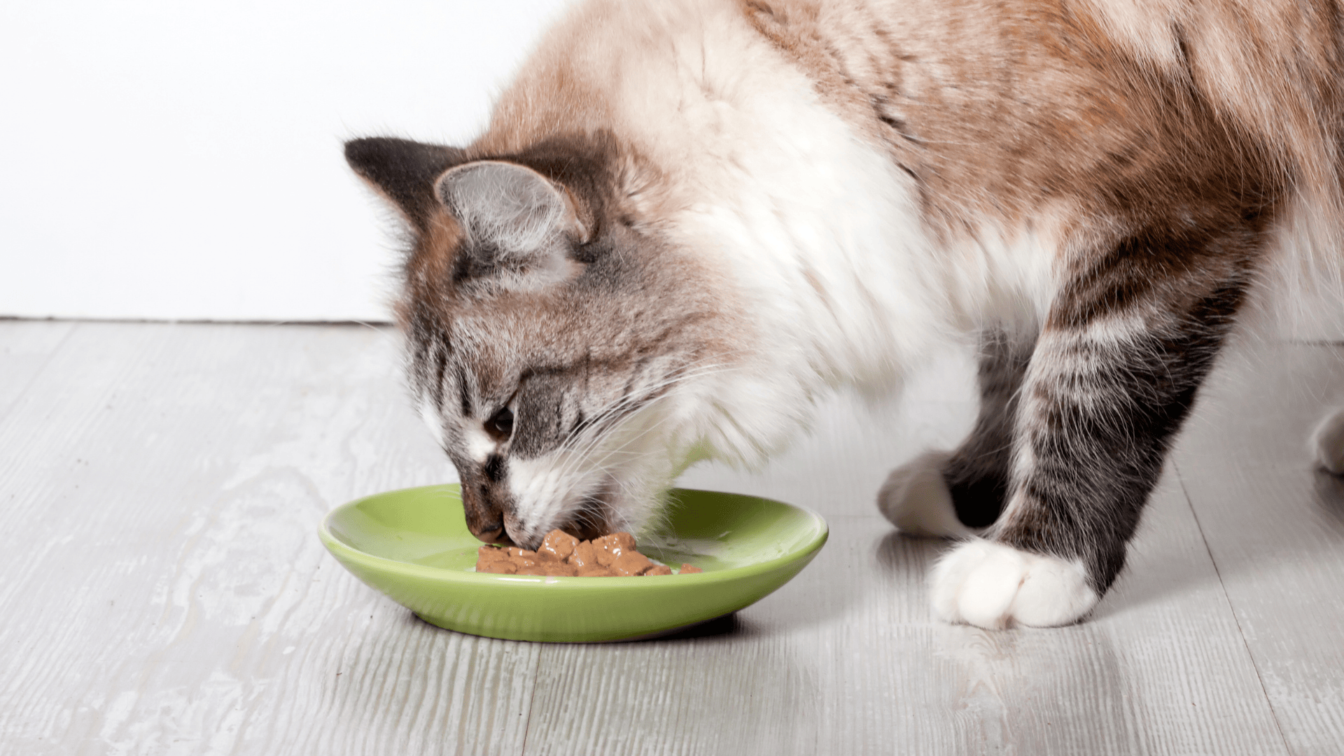 Lord Can Chile Distribuidora ARCE