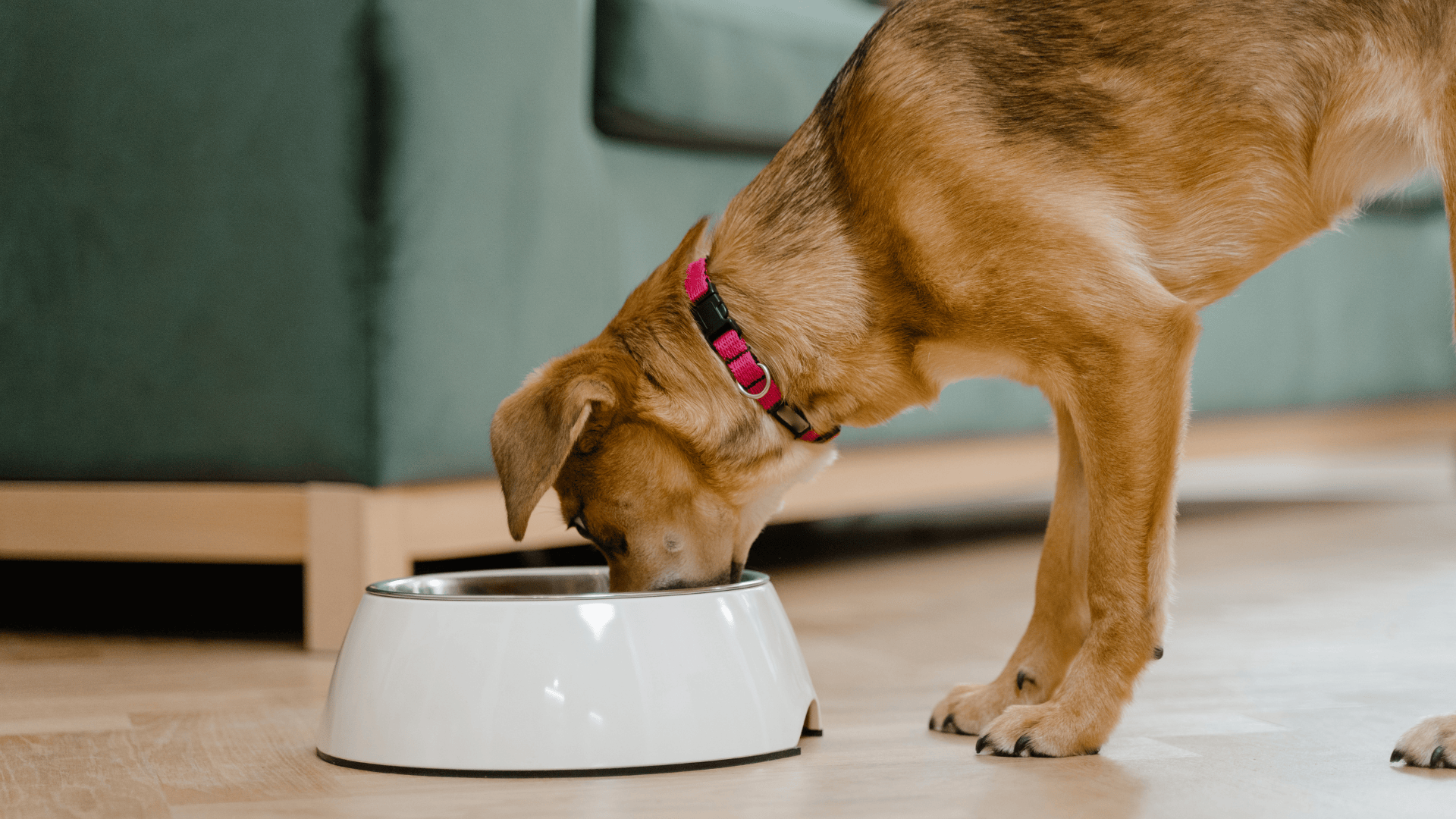 Lord Can Chile Distribuidora ARCE